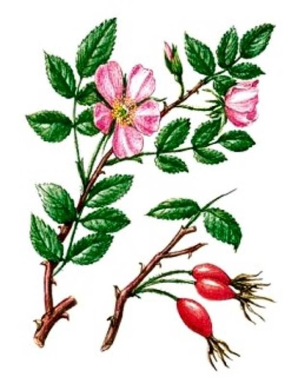 Шиповник Майский кустарник