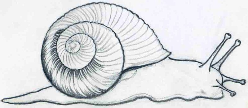 Улитка рисунок карандашом