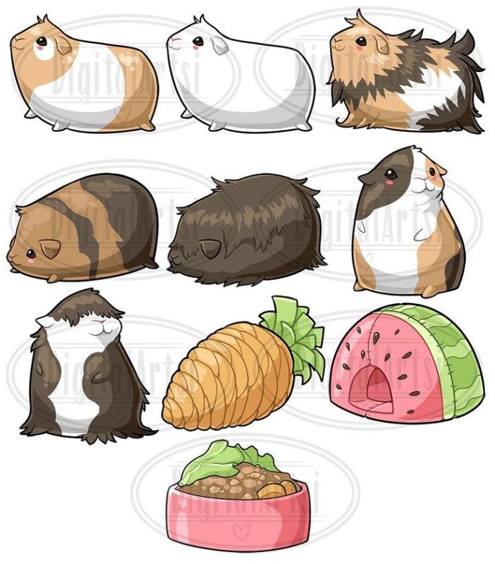 Морские свинки рисунки для срисовки