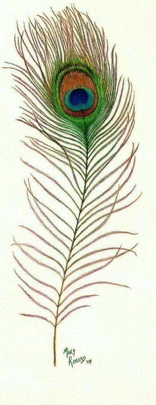Перо павлина рисовать