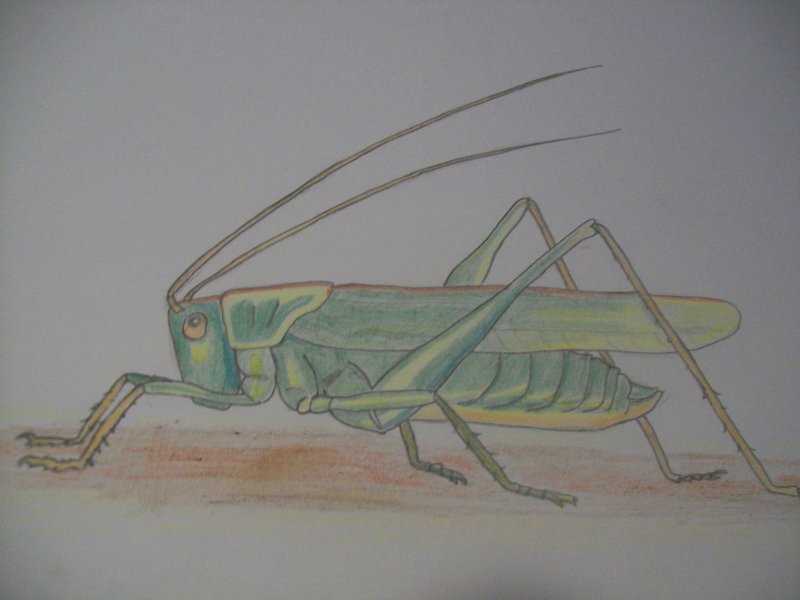 Кузнечик рисунок