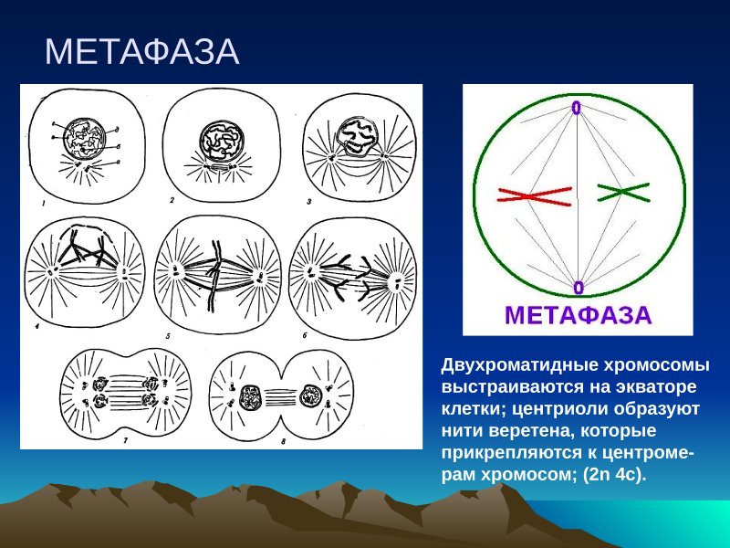 Метафаза 2 процессы