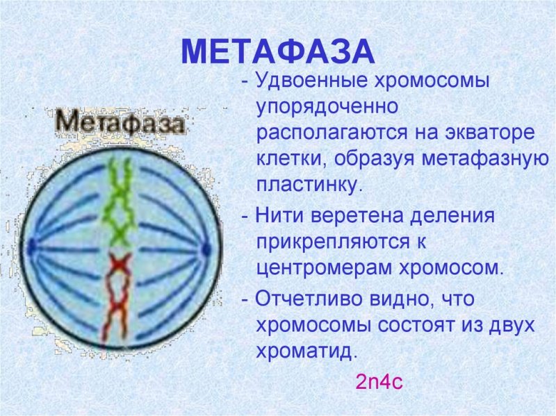Прометафаза и метафаза митоза Веретено деления