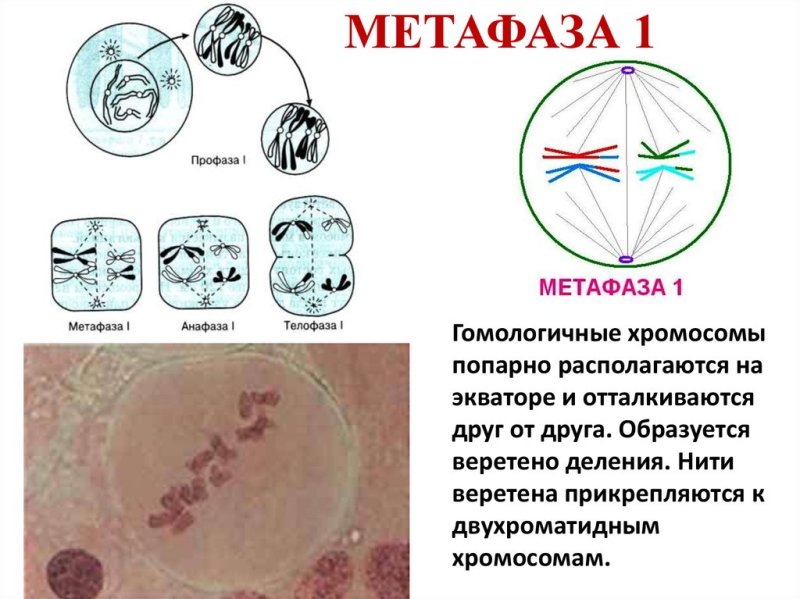 Метафаза 1