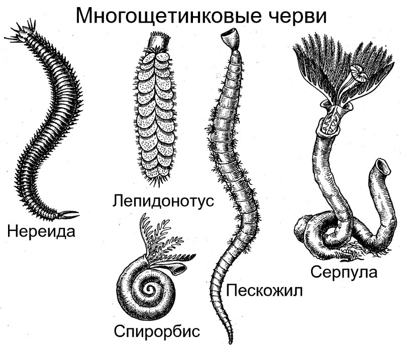 Кольчатые черви представители