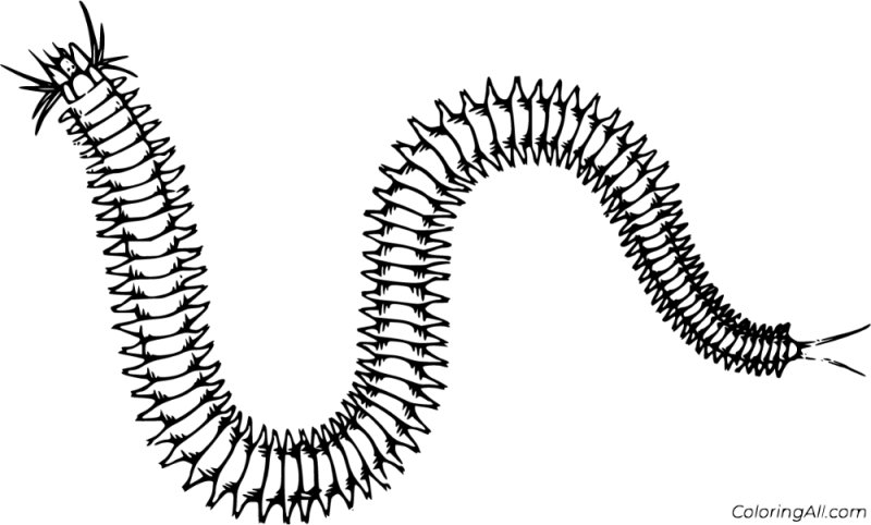 многощетинковые черви нереида