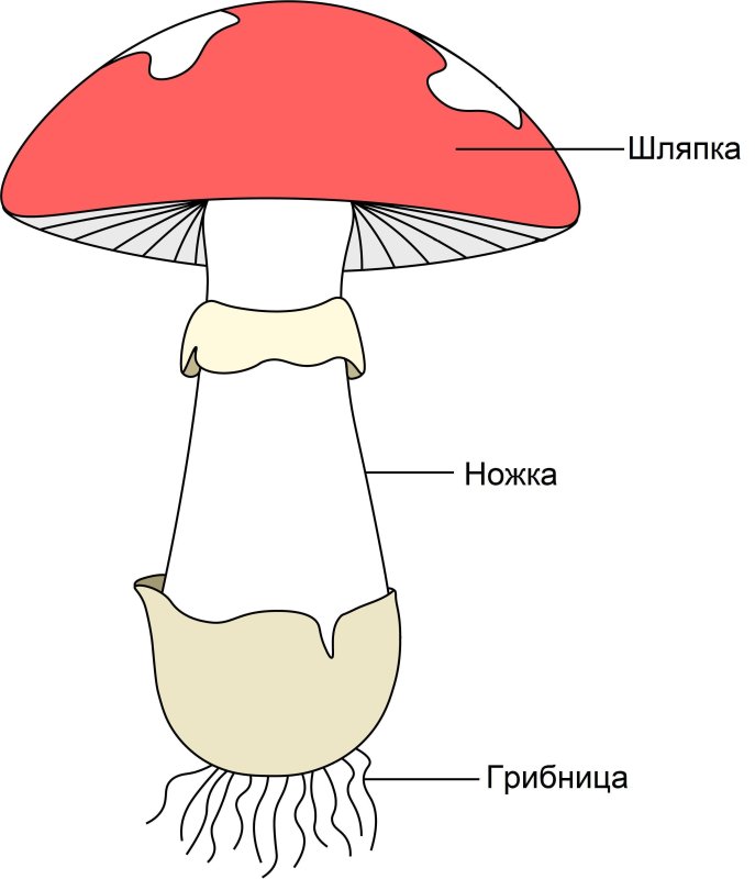Схема строения шляпочного гриба