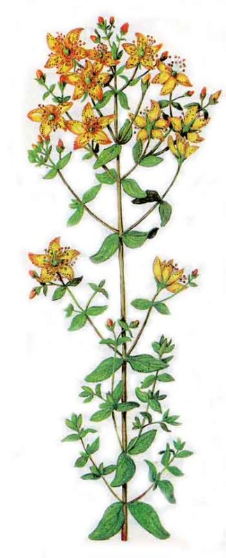 Зверобой трава белый