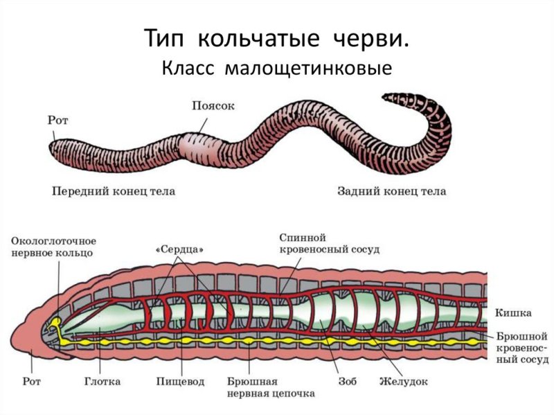 Малощетинковые кольчатые черви строение