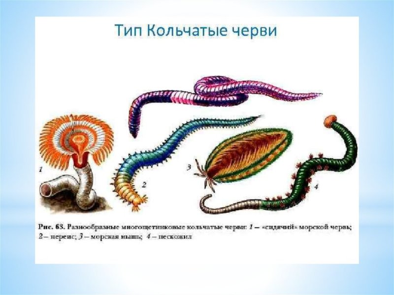 Тип кольчатые черви представители