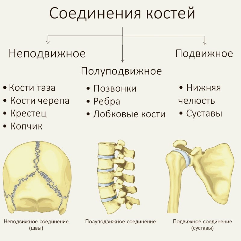 Неподвижные полуподвижные и подвижные соединения костей
