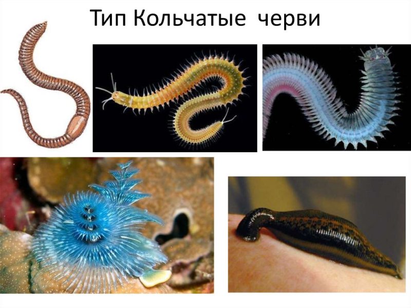 Тип кольчатые черви