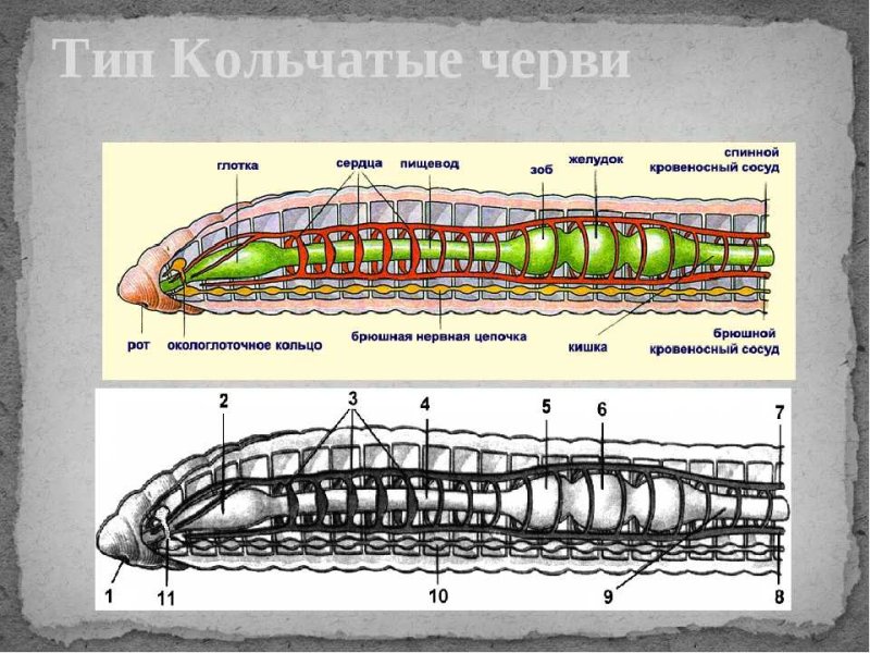Типы круглые и кольчатые черви биология 7 класс