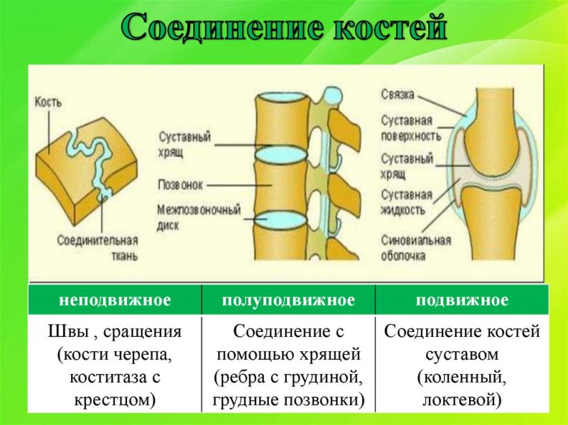 Шов это неподвижное соединение костей