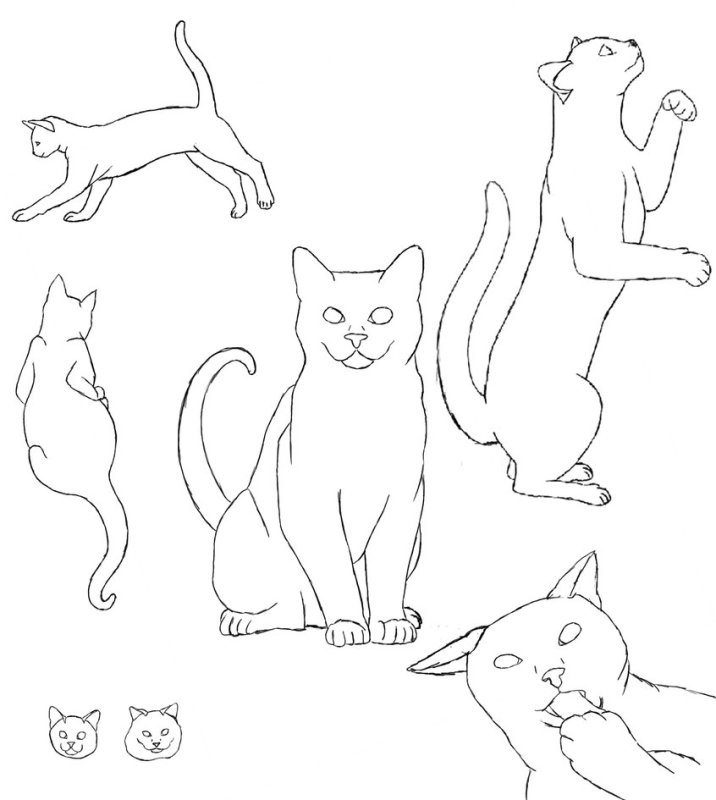 Лёгкие рисунки для срисовки кошки
