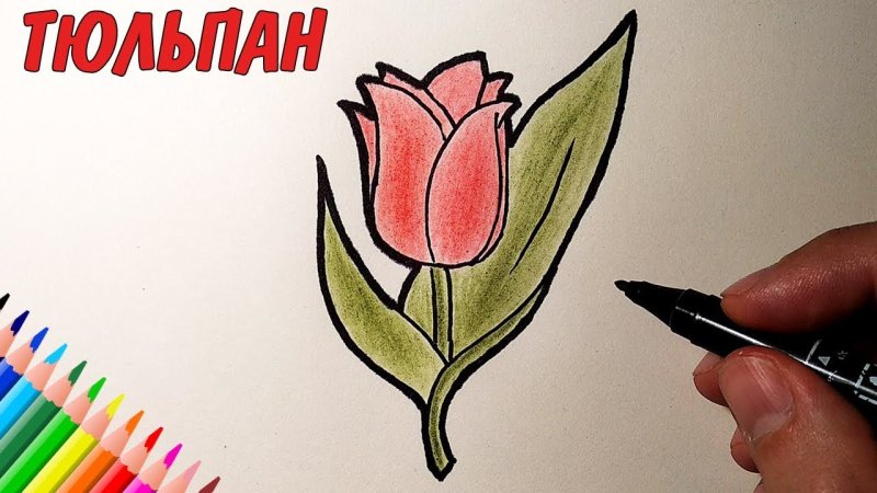 рисунки тюльпанов для срисовки