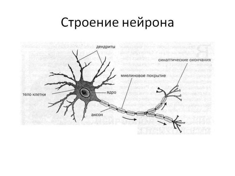 Строение нейрона тело Аксон дендрит
