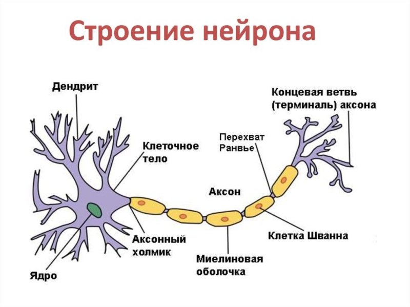 Строение отростков нейрона
