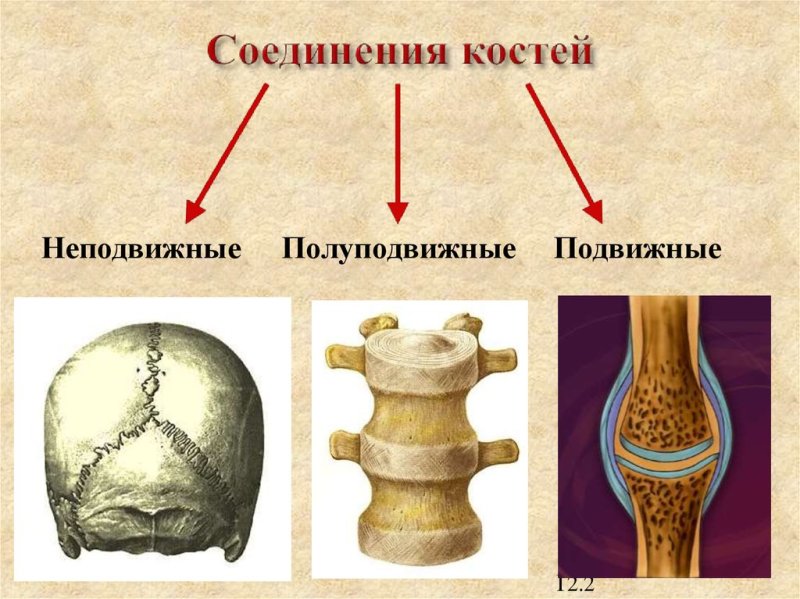 Типы соединения костей 8 класс
