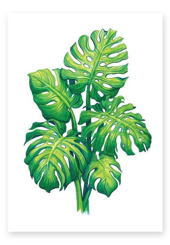 Монстера папоротник растения