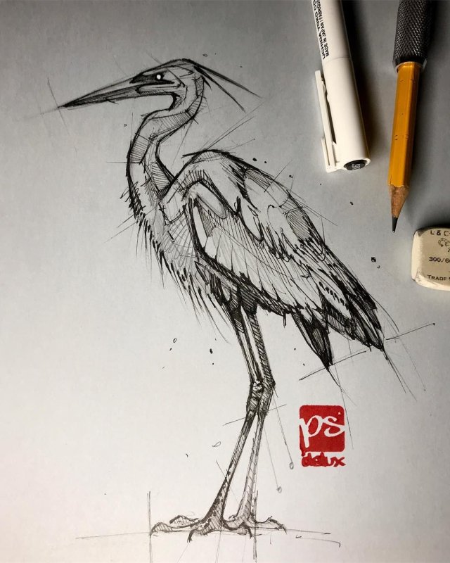 Цапля эскиз