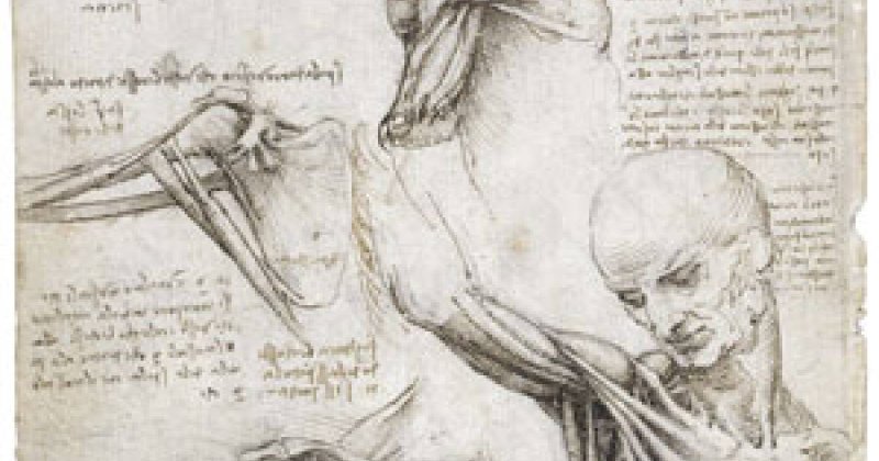 Леонардо да Винчи anatomical studies