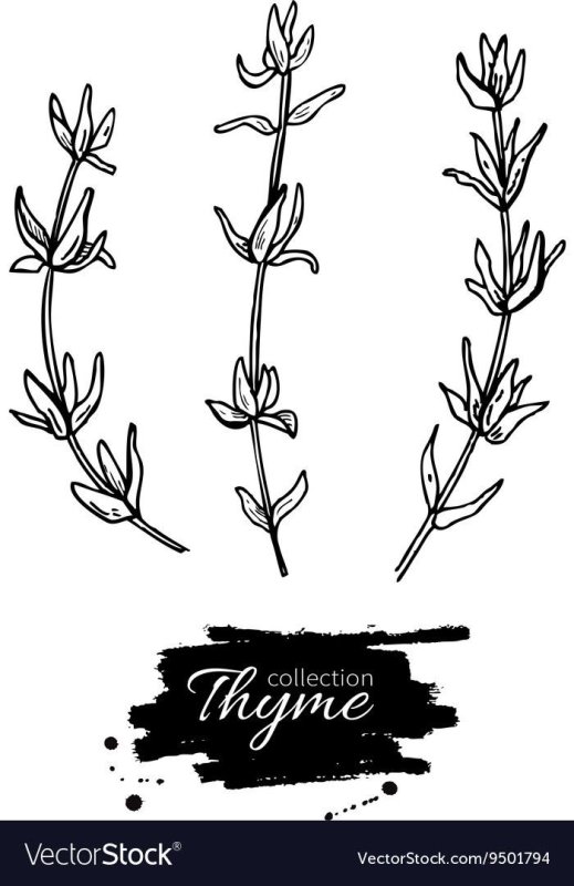 Тимьян чабрец Thyme