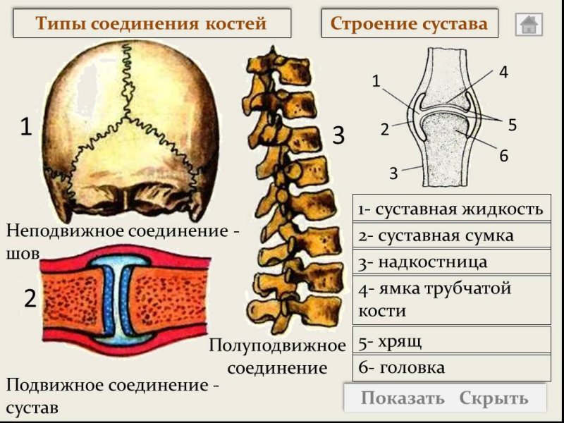 Соединение костей человека биология 8 класс