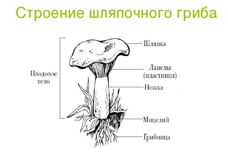 Общая схема строения шляпочного гриба