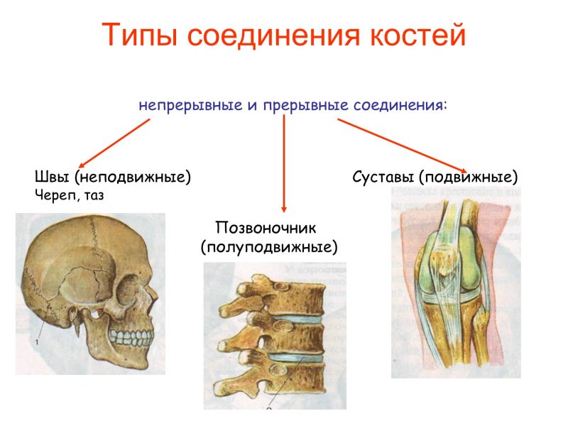 Типы соединения костей скелета