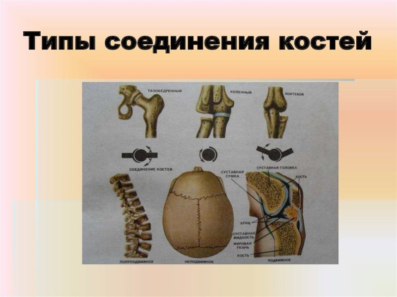 Полуподвижное соединение костей строение