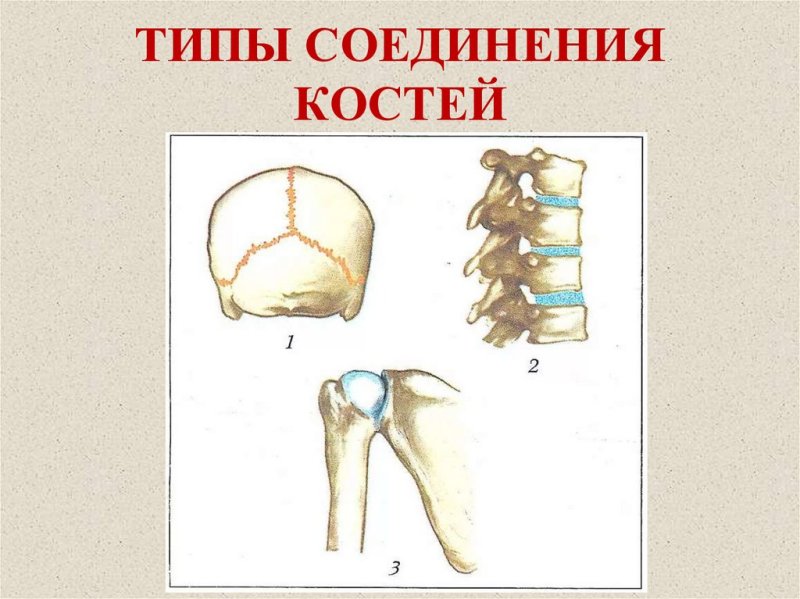 Соединение костей 8 класс биология