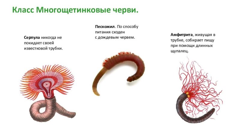 Серпула кольчатый червь