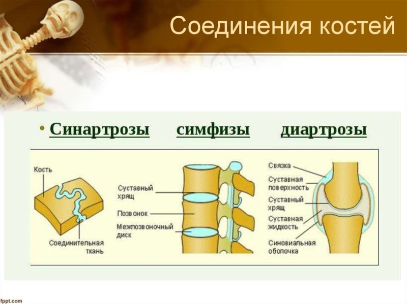 Три способа соединения костей 3 класс