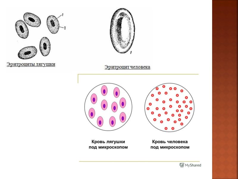 Кровь лягушки