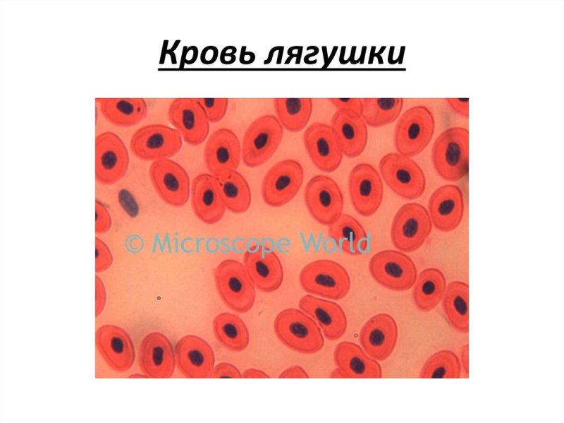 Строение клетки крови лягушки