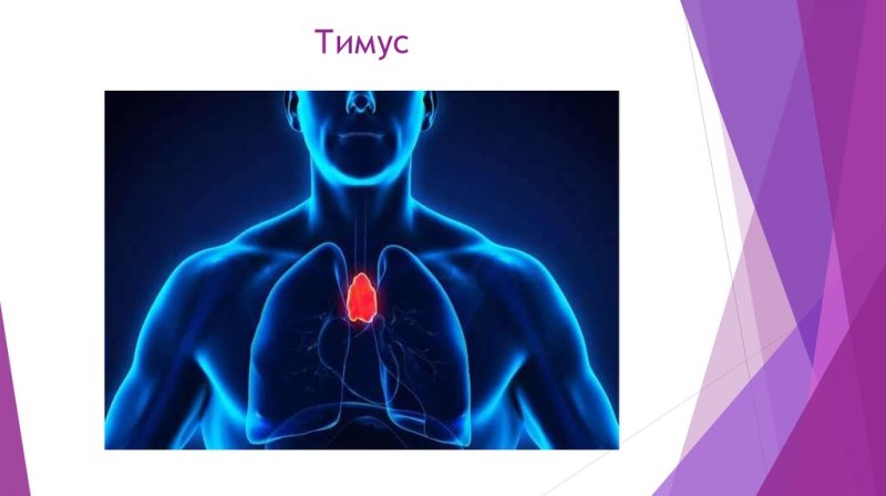 тимус вилочковая железа