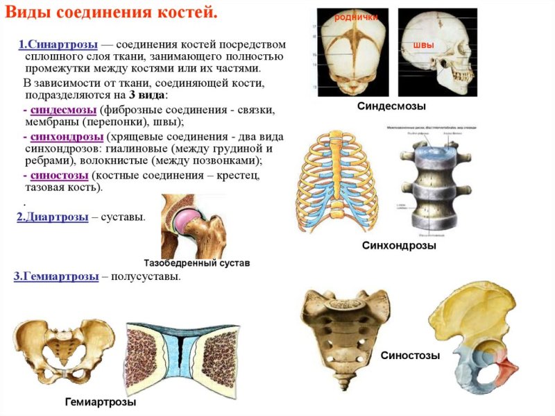 виды соединения костей синартрозы синхондрозы