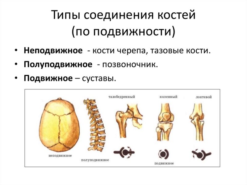 Соединения костей неподвижные полуподвижные подвижные суставы