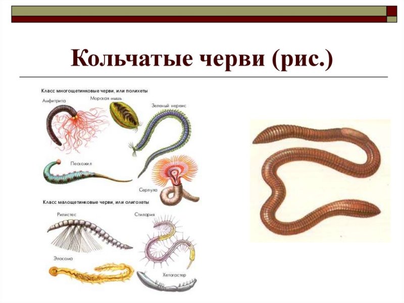Тип кольчатые черви представители