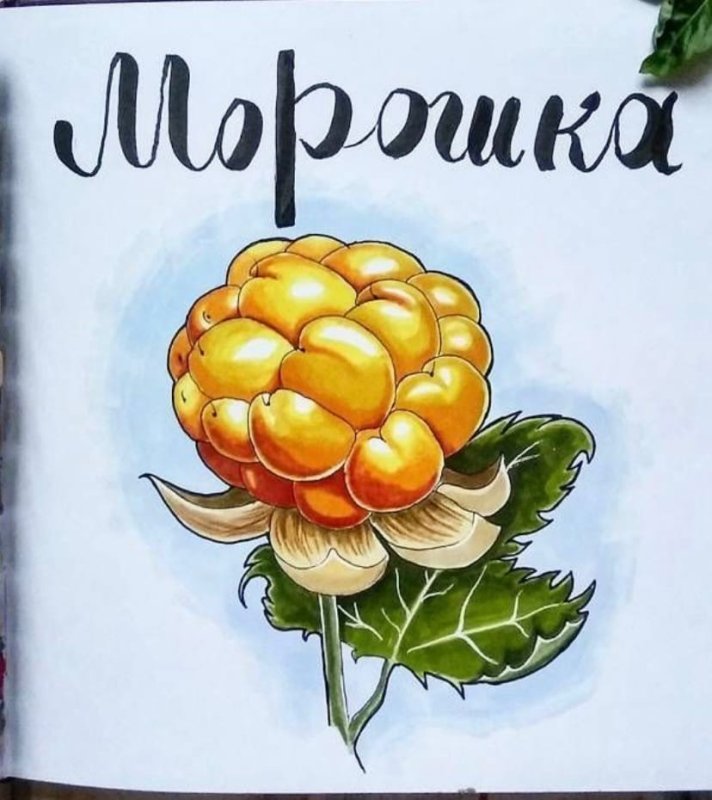 Морошка картинки