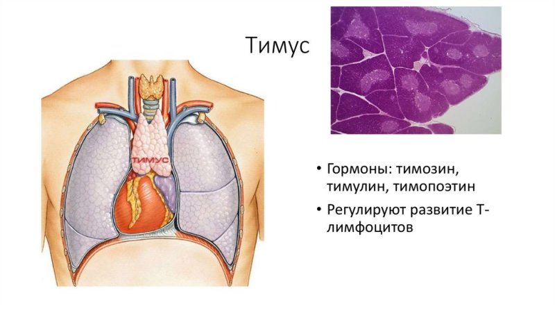 Тимус тимозин
