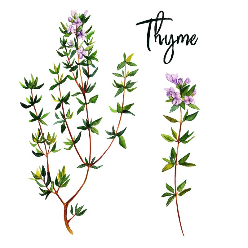 Тимьян ползучий (Thymus serpyllum)