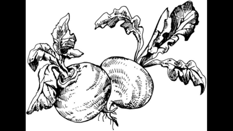 Репа черная