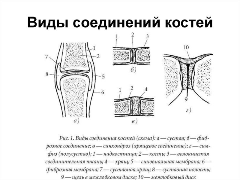 Схема непрерывных соединений костей