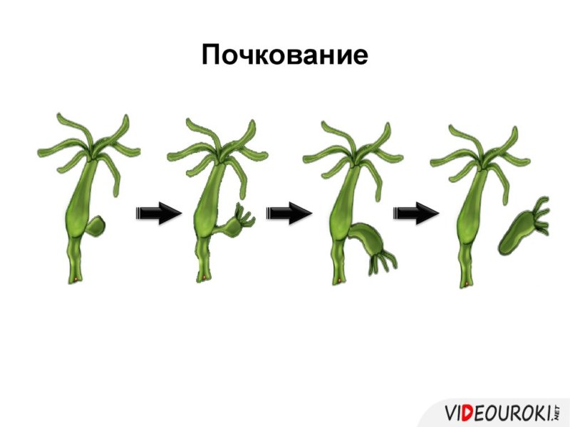Бесполое размножение растений почкование