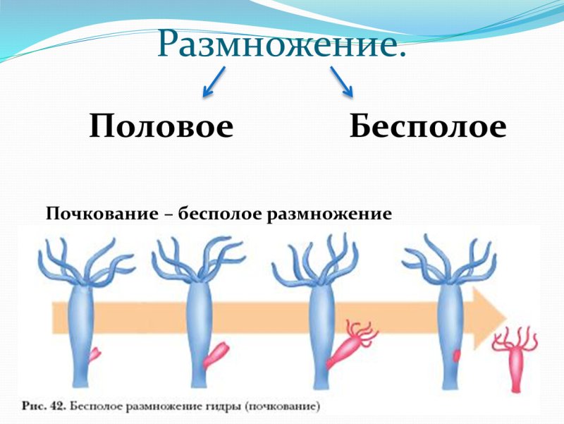 Кишечнополостные гидра размножение