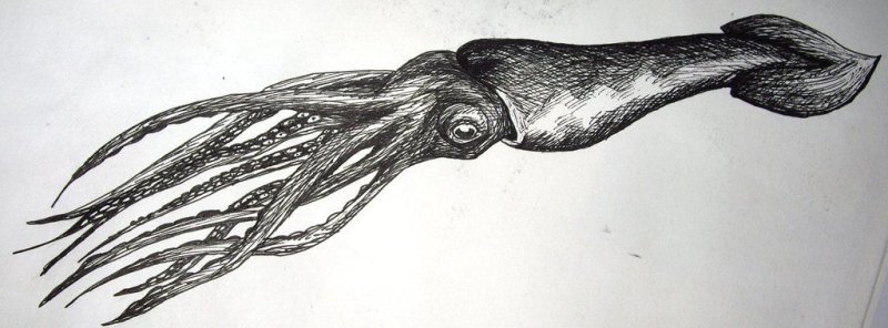 кальмар рисунок карандашом