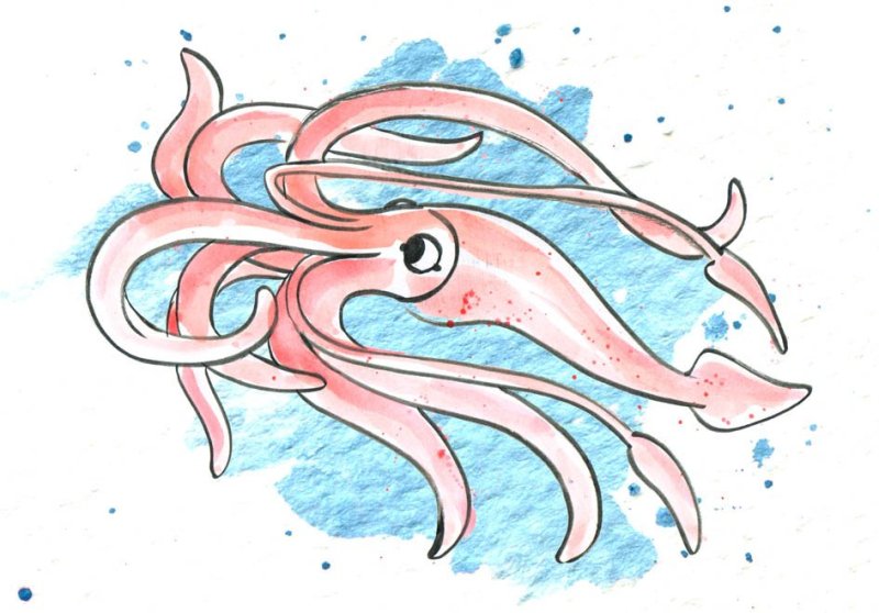 кальмар осьминог