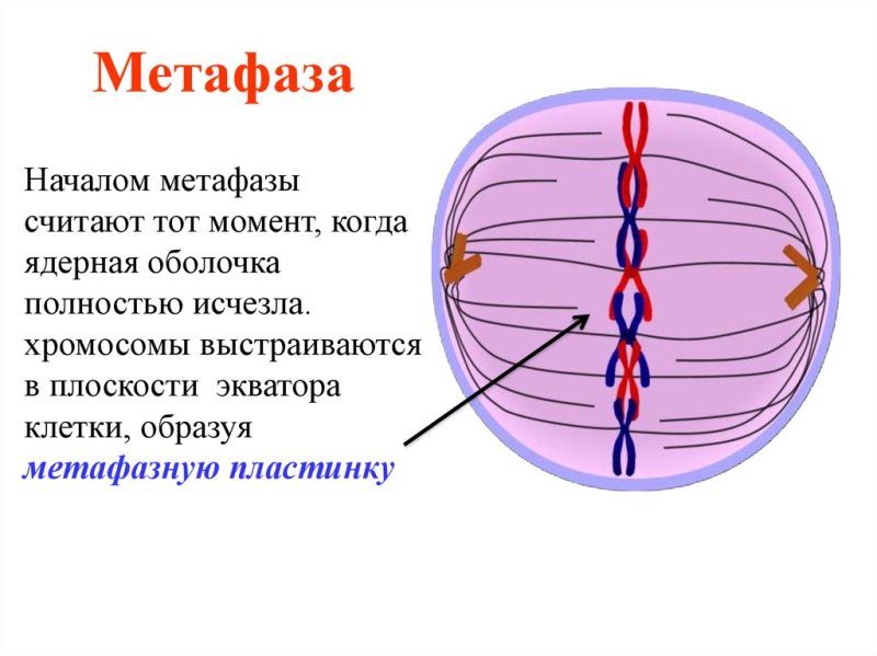 Метафаза мейоза 2